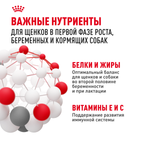 Royal Canin Giant Starter Mother & Babydog Джайнт Стартер Мазе энд Бебидог Корм для щенков гигантских пород в период первой фазы и отъема 15кг