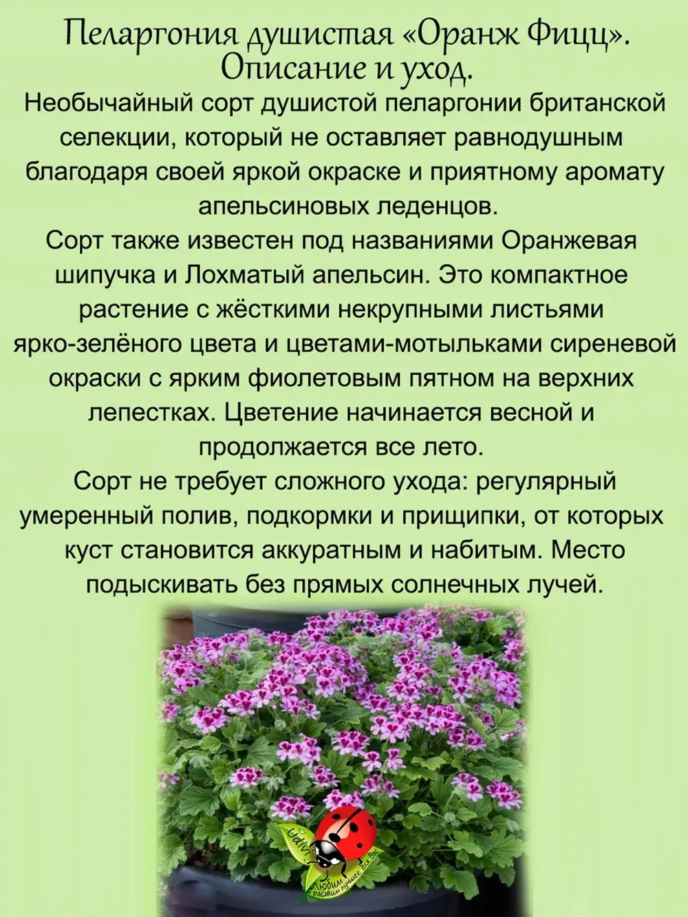 Пеларгония Оранж Фицц аромат апельсиновых леденцов