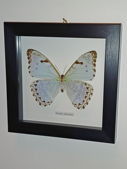 Бабочка Morpho catenaria самка в рамке