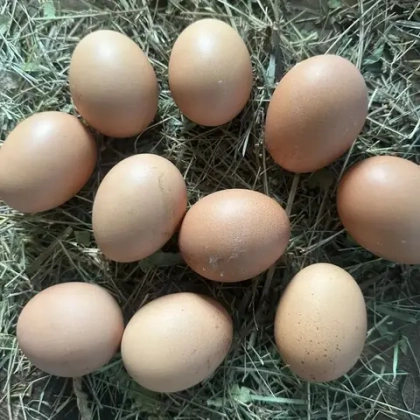 Яйцо куриное от куриц свободного выгула "Ферма Плюс", 10 шт