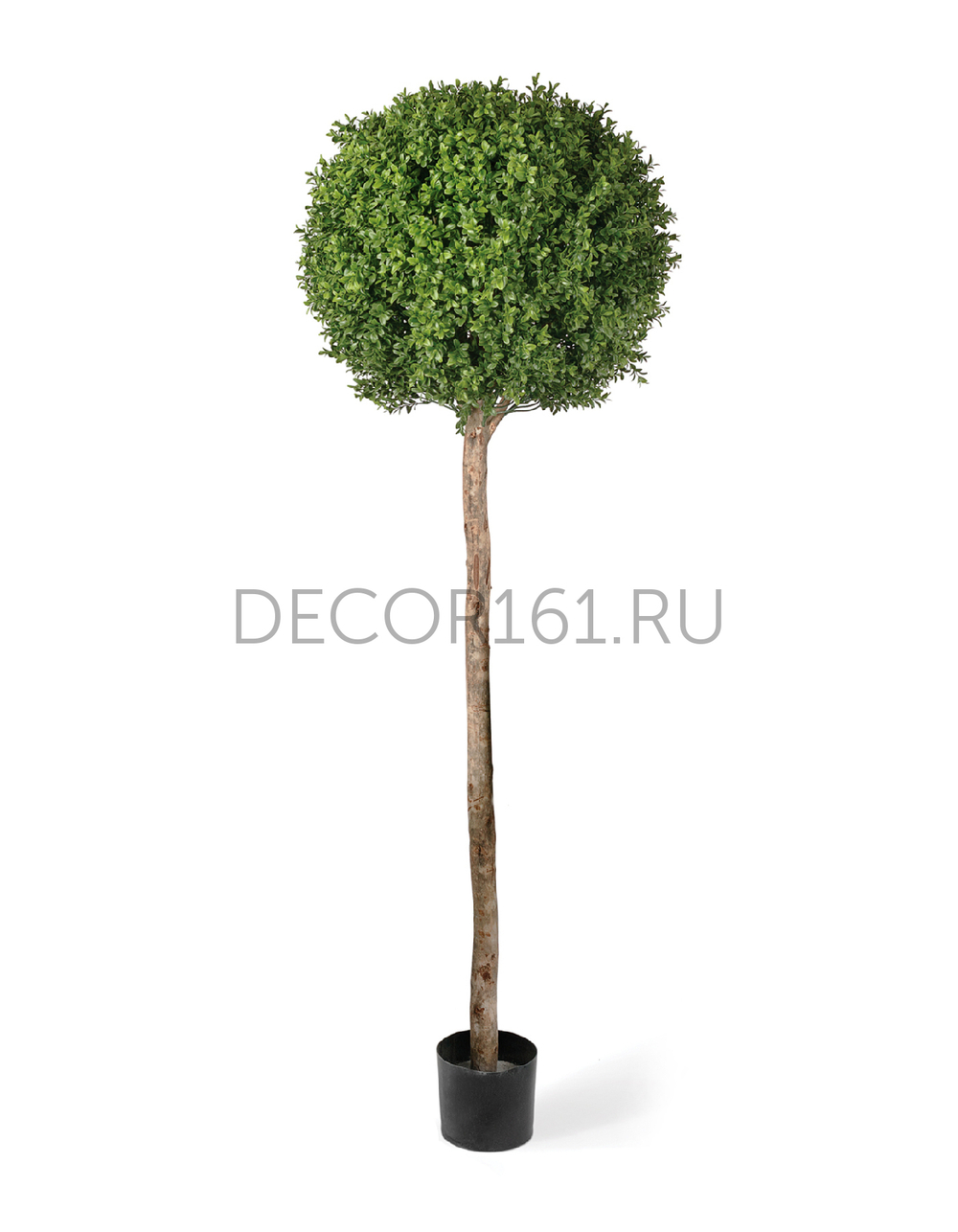 Самшит Шар Штамб уличный новый д-50 см в-165 см 2/2 10.44306N