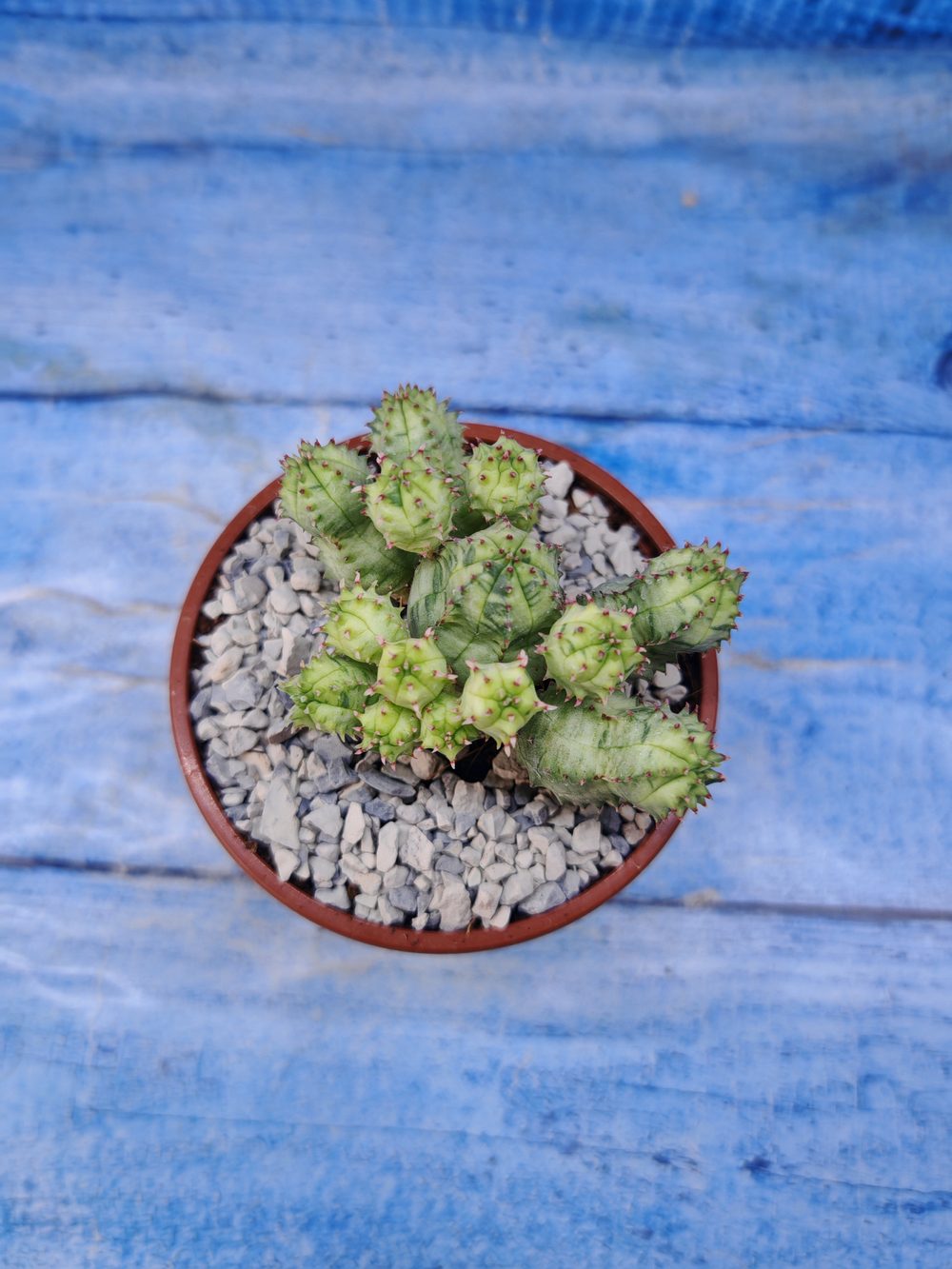 Euphorbia Pseudoglobosa variagate (Эуфорбия)