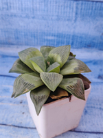 Haworthia Retusa Geraldii (Хавортия)
