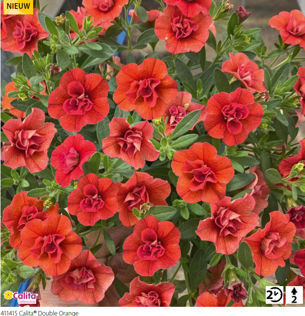 ЕВРО Калибрахоа Calita® Double Orange укоренный черенок НАЧАЛО ЯНВАРЯ Volmary поставка 7