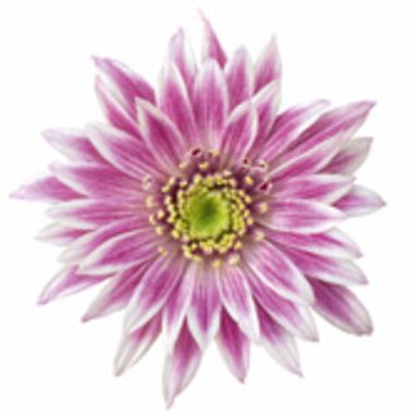 8715 Хризантема Mona Purple White (Весна 2026)