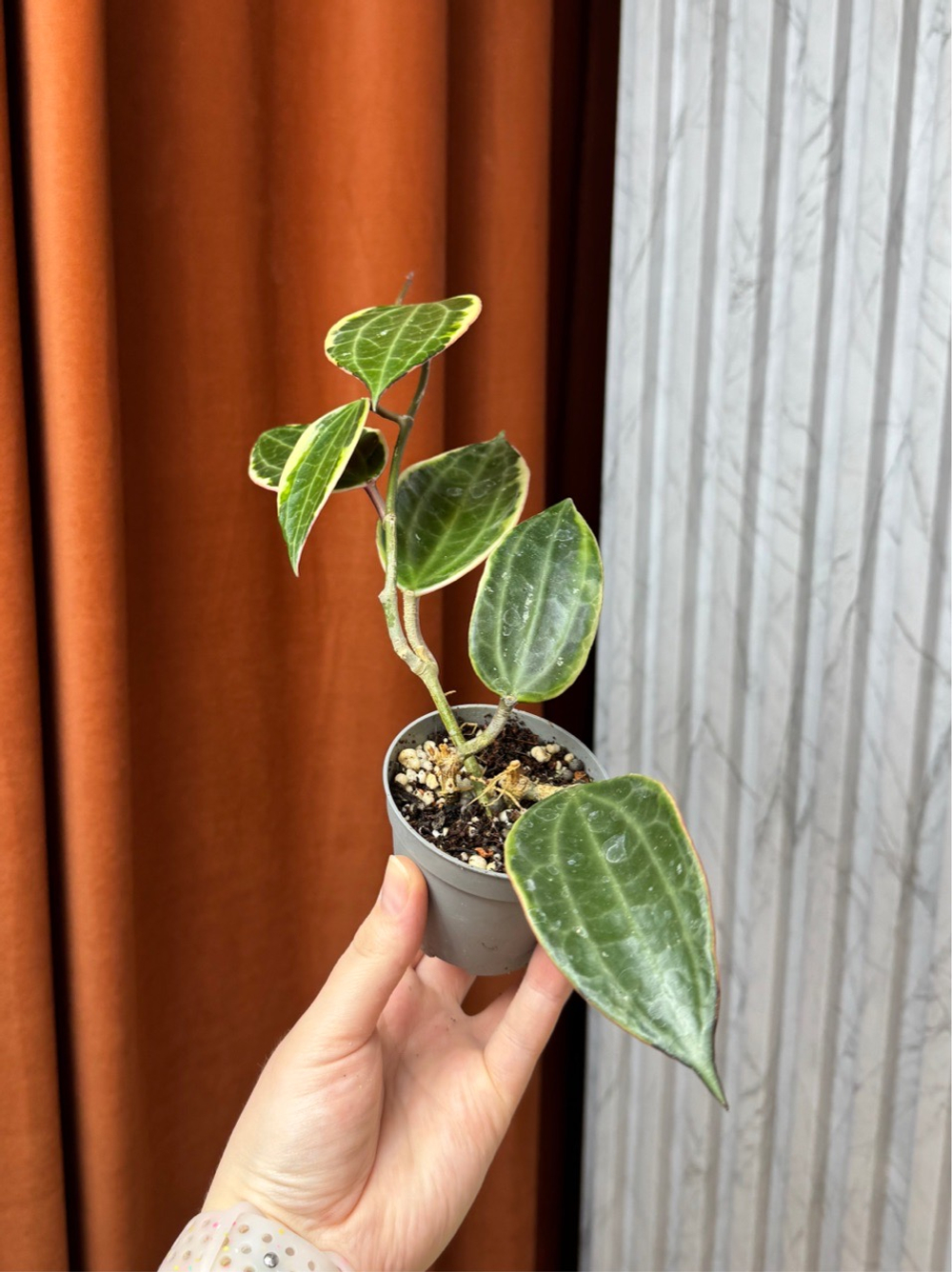 Хойя Макрофилла Альбомаргината, D7см Н20см, 1шт, Urban Jungle (7583)