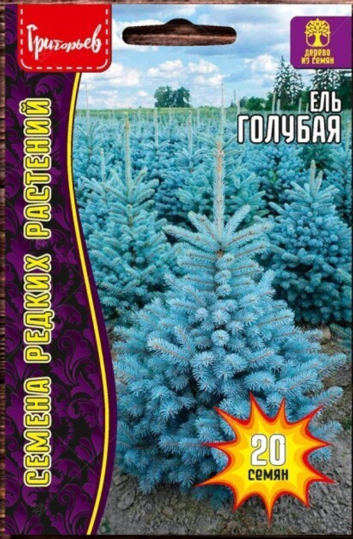 Ель Голубая