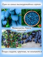 Жимолость Авача съедобная сладкая