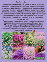 Лаванда Элеганс Айс белая с голубизной  многолетняя