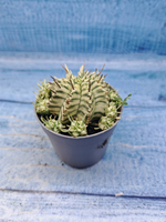 Euphorbia meloformis f. Variegated (Эуфорбия вариегатная)