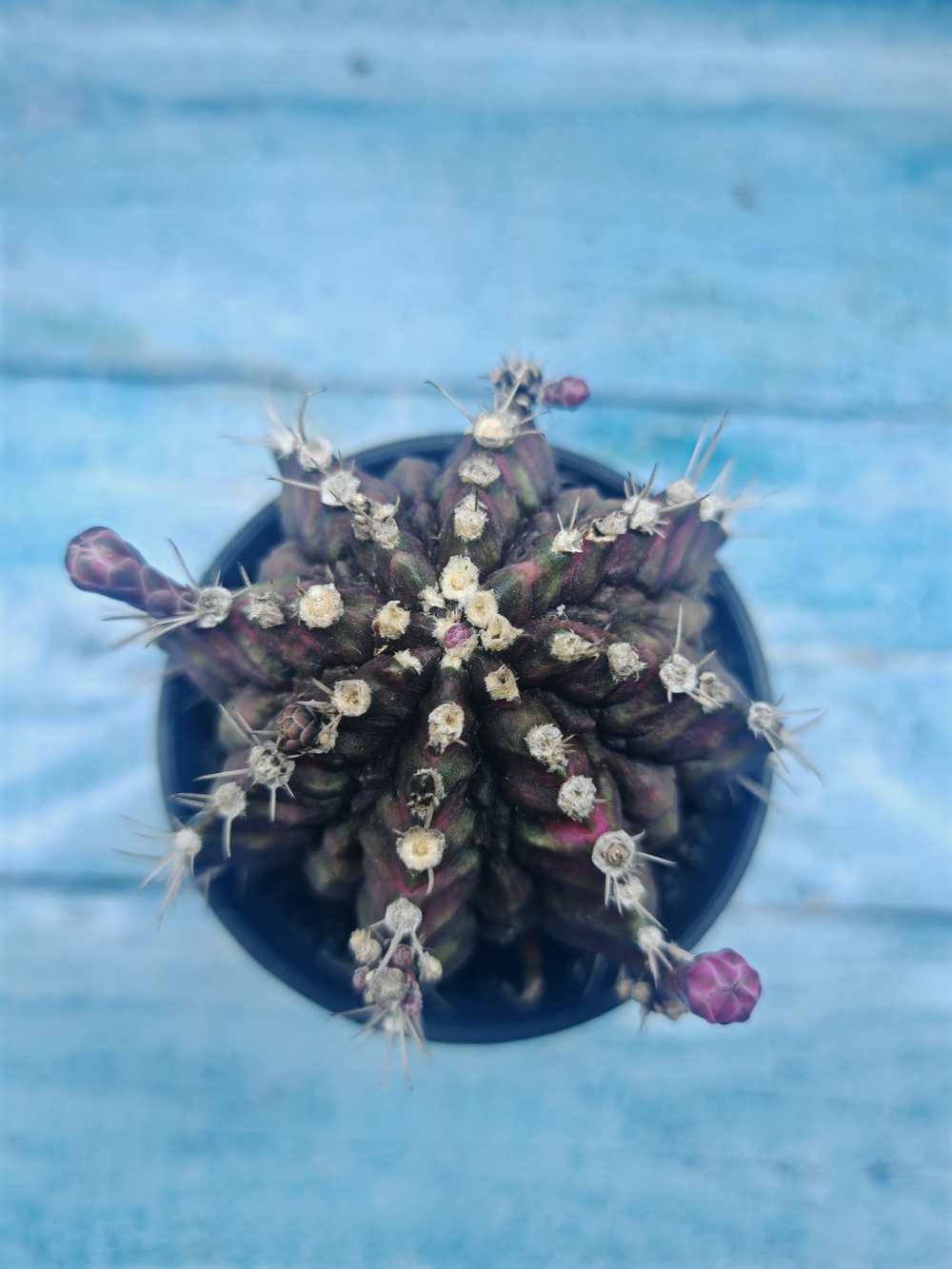Gymnocalycium T-Rex Pink hybrid (Гимнокалициум T-rex)