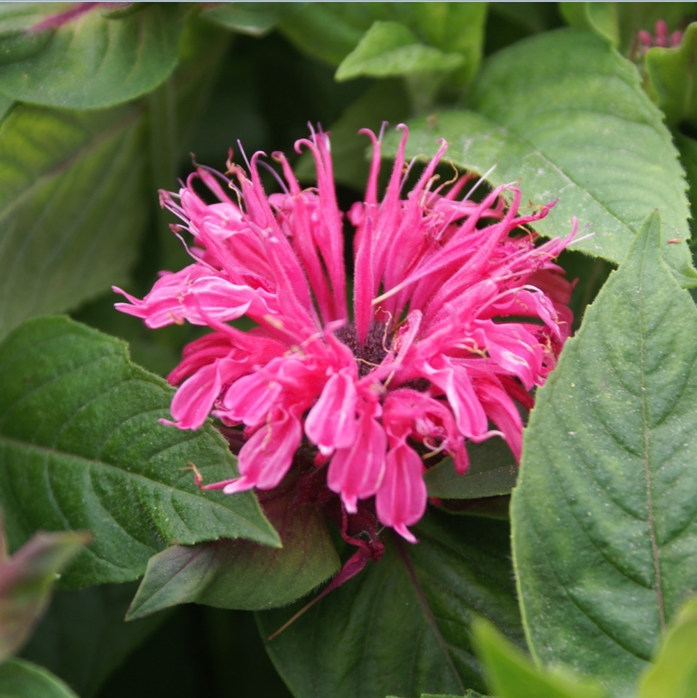 Монарда гибридная "Pink Lace". Monarda  hybride "Pink Lace".