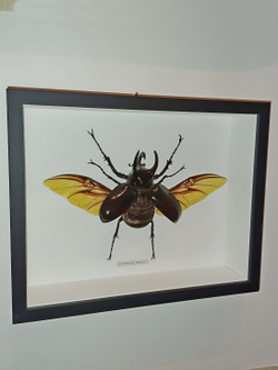 Жук Халькозома Chalcosoma в рамке
