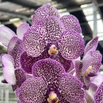 Ванда V KULWADEE FRAGRANCE (P82)