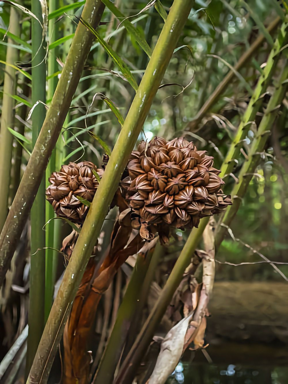 Нипа (Nypa fruticans) мангровая пальма, пророщенное семя
