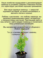 Туя Голден Смарагд Золотая