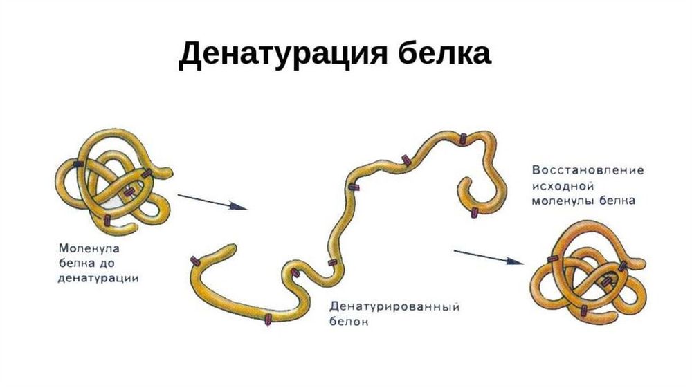 Модель Структура белка — купить по ФГОС | Учебный стандарт