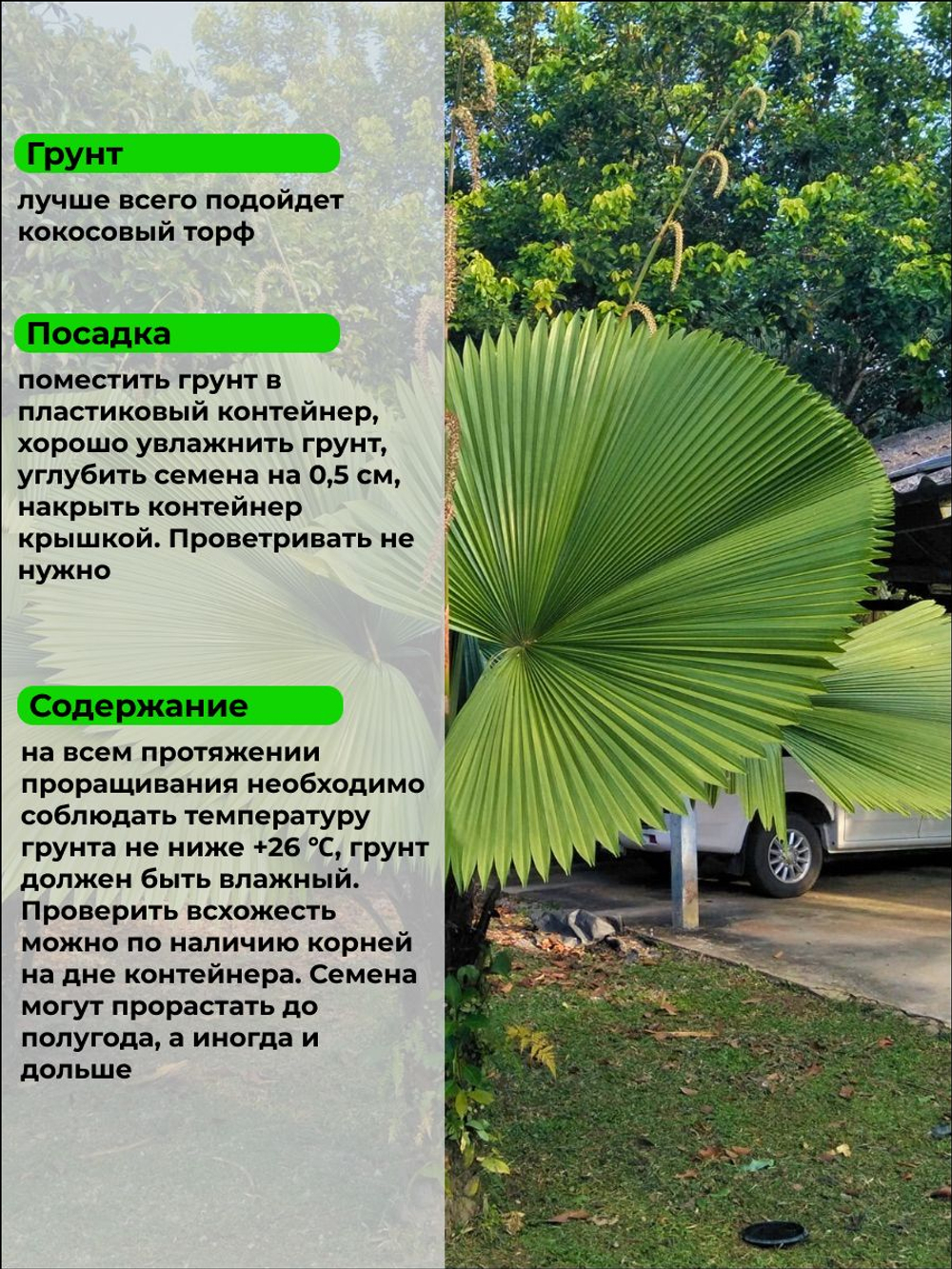 Пальма Ликуала Licuala peltata var. sumawongii семена 3 штуки