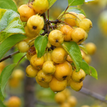 Яблоня декоративная ‘Golden Hornet’