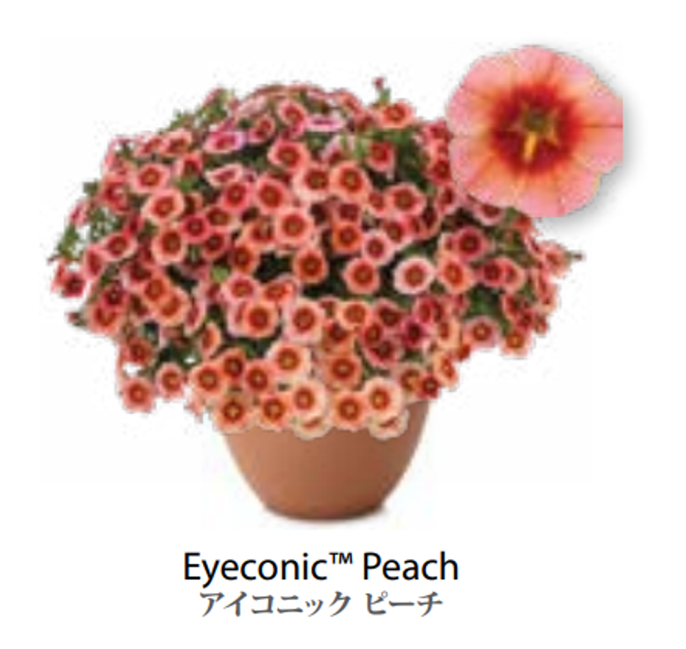ЕВРО Калибрахоа EYECONIC Peach укоренный черенок февраль поставка 16