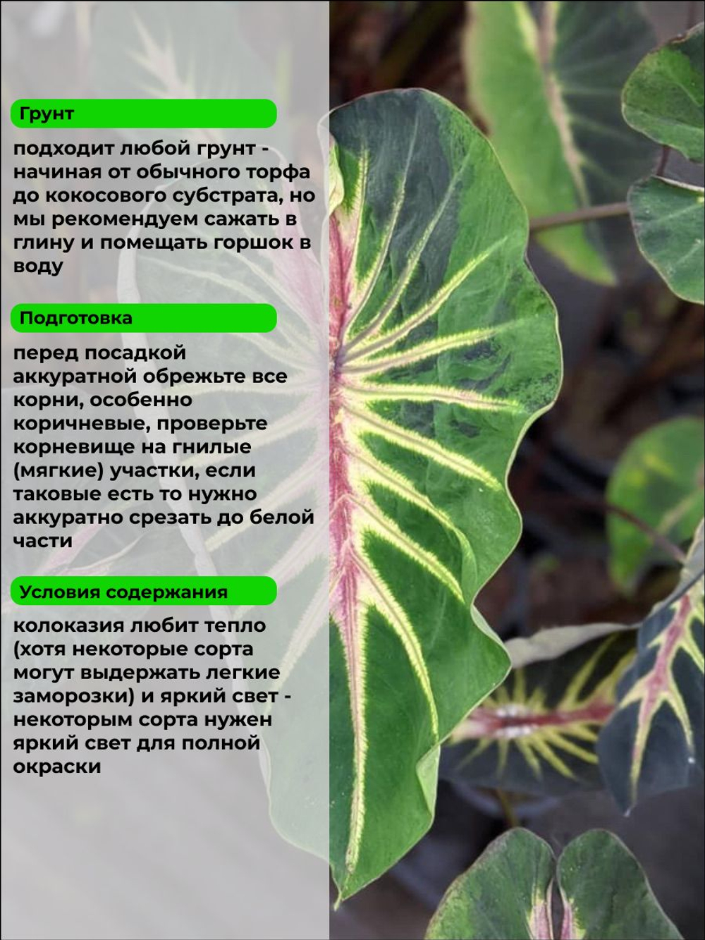 Колоказия Сверхновая Super nova коревище