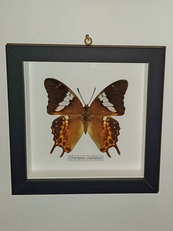 Бабочка Charaxes ocellatus в рамке