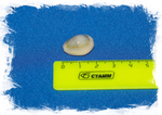 Monetaria annulus размер