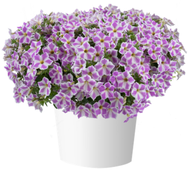 32472 Петуния CASCADIAS LILAC FROST - горшок 0,5л(P9)