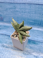 Sansevieria Artistic Fan (Сансевиерия)