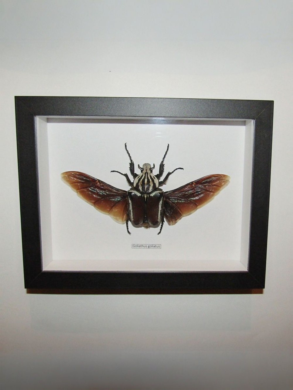 Жук Goliathus goliatus самка в рамке