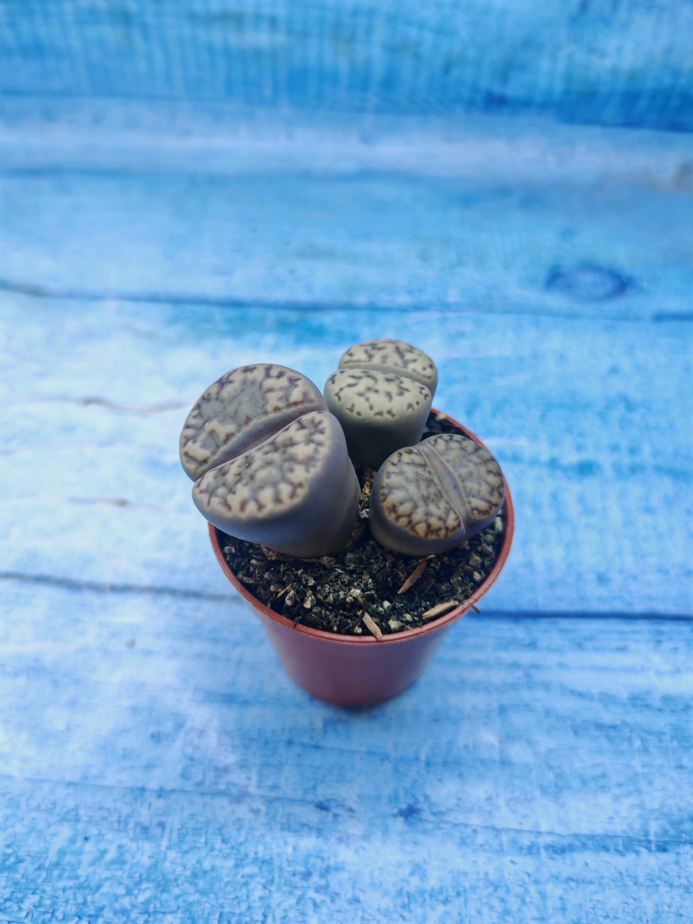 Lithops sp. (Литопсы)