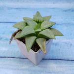 Haworthia Comptoniana Hybride hybrid (Хавортия)