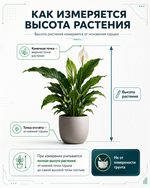 Фикус Бенджамина Кинки
