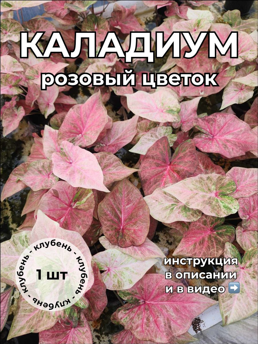 Каладиум Розовый цветок клубень