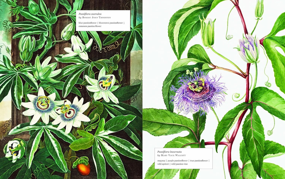Biblioflora: A celebration of floral beauty in botanical art