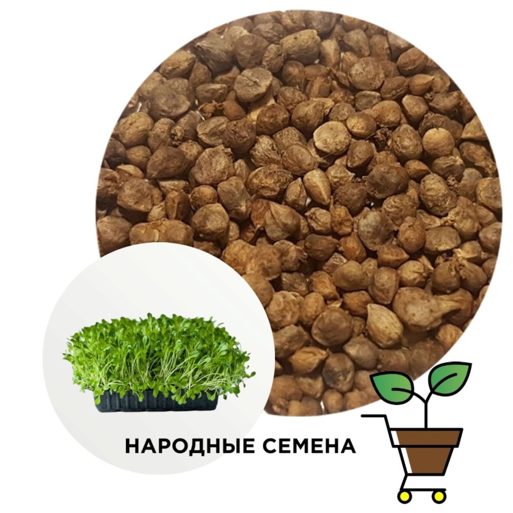 Шпинат Матадор (семена)