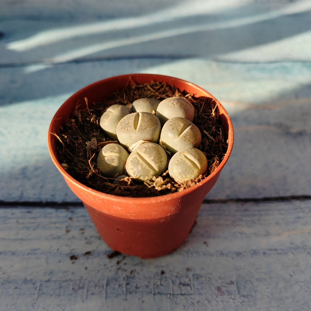 Lithops sp. (Литопсы)