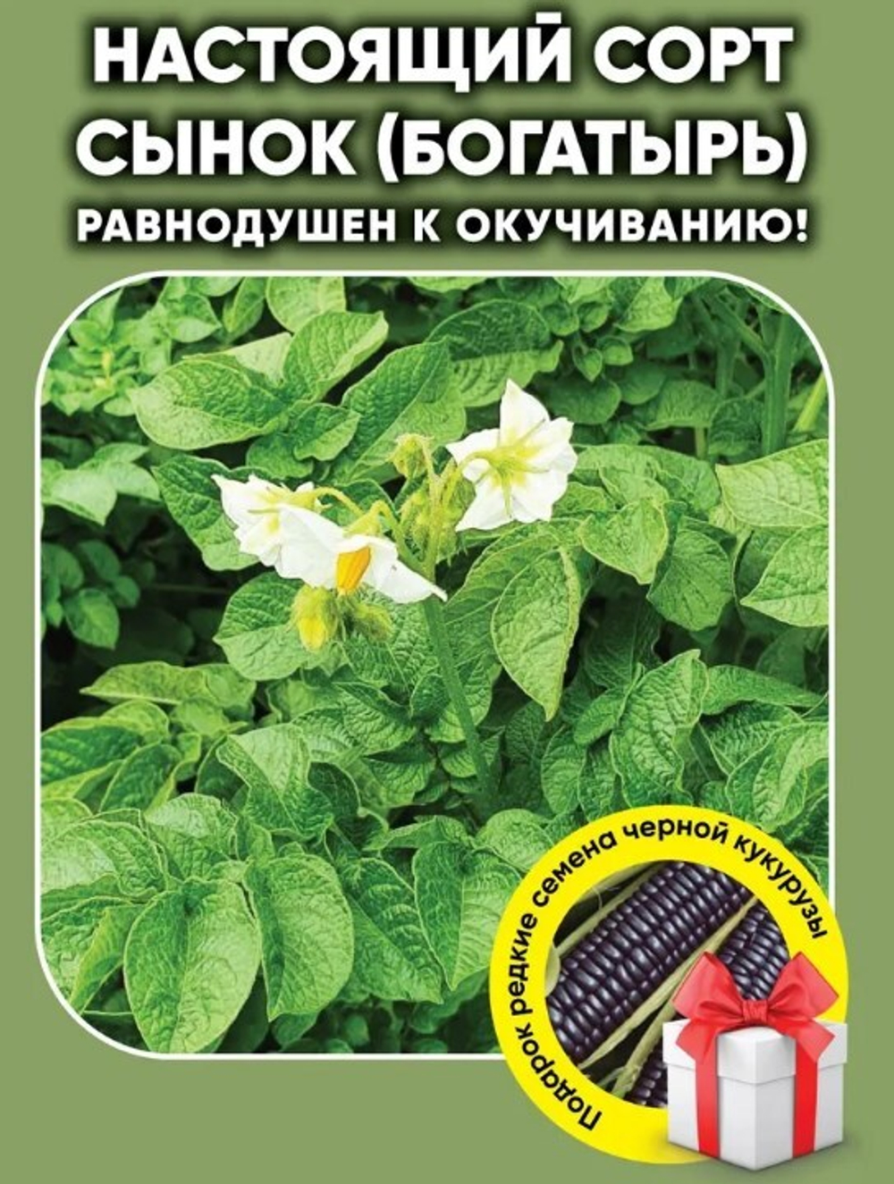 Картофель Сынок (Богатырь), посадочный материал 1 кг