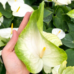 Антуриум Андре WHITE GREEN