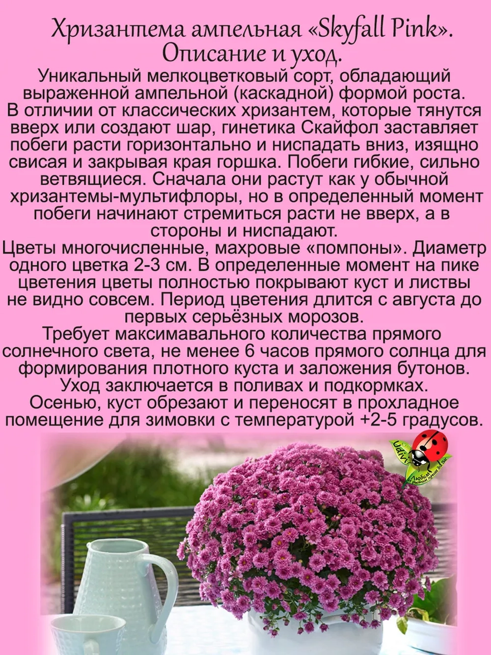 Хризантема Скайфол Розовый ампельная