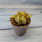 Euphorbia meloformis f. Variegated (Эуфорбия вариегатная)