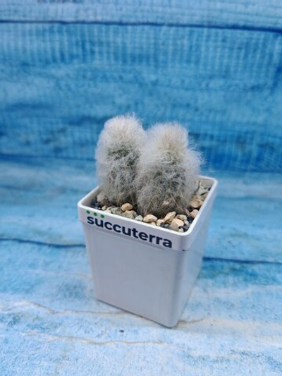Austrocephalocereus dybowskii (Аустроцефалоцереус )
