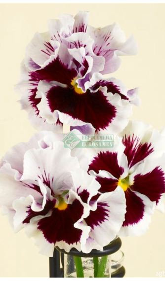 Flamenco White With Blotch F1 — урожай , фото 1