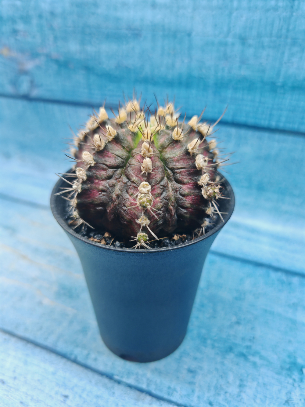 Gymnocalycium T-Rex Pink hybride (Гимнокалициум T-rex)