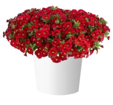 19229 Калибрахоа LIA CHILI PEPPER (ОСЕНЬ 2025)