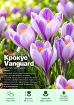 Крокус Vanguard