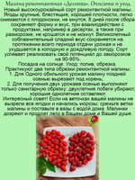 Малина Делнива ремонтантная раннеспелая