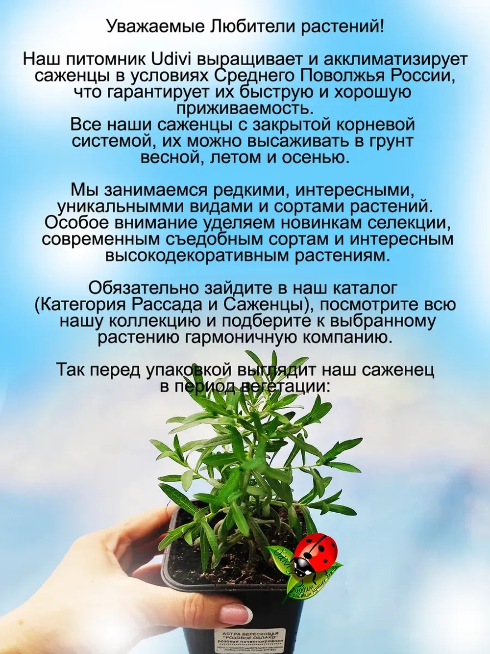 Астра вересковая Розовое облако почвопокровная