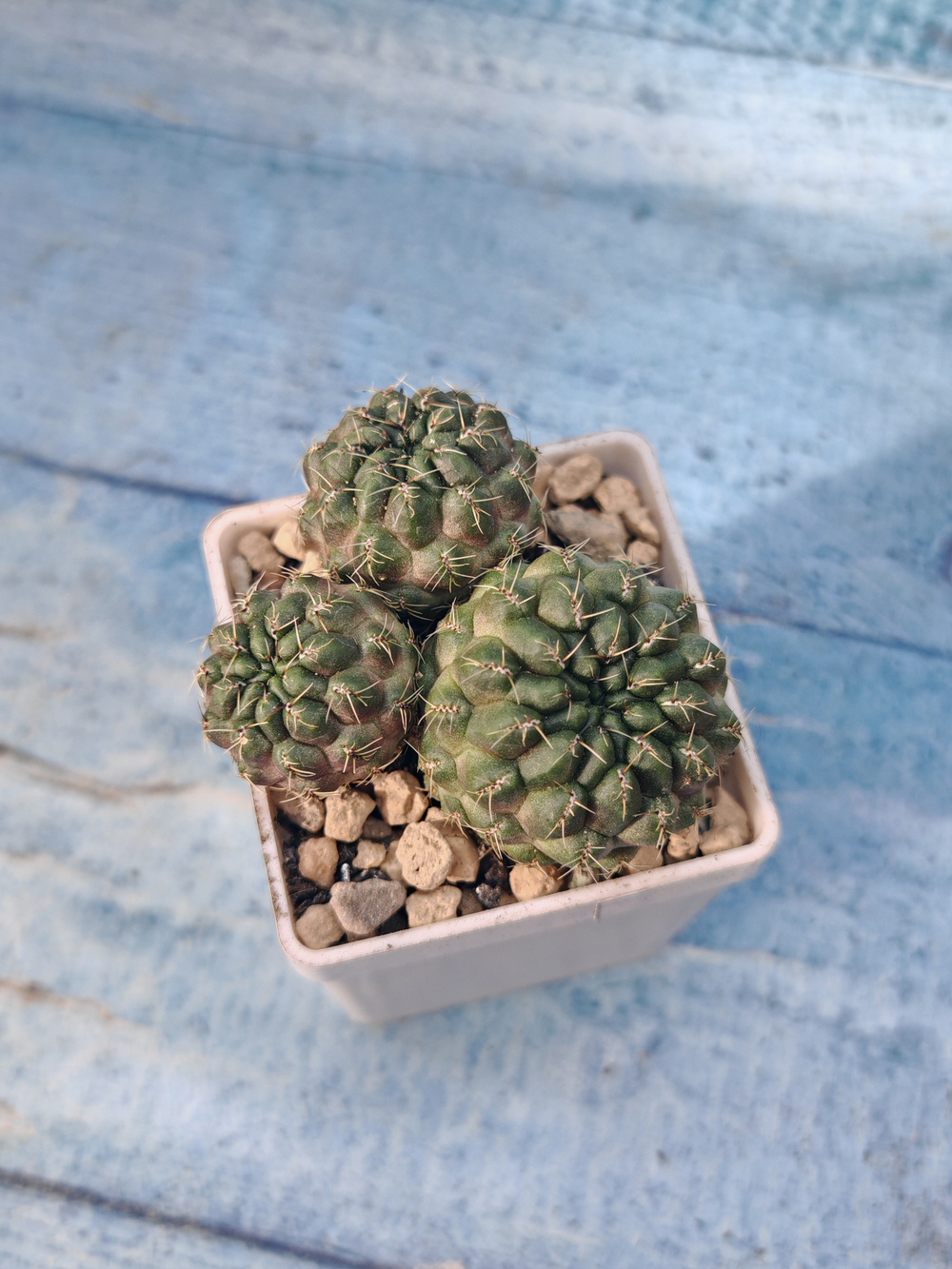 Sulcorebutia Canigueralii (Сулькоребуция)