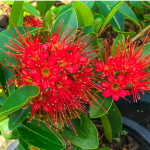 Ксантостемон красный – Xanthostemon red (25)